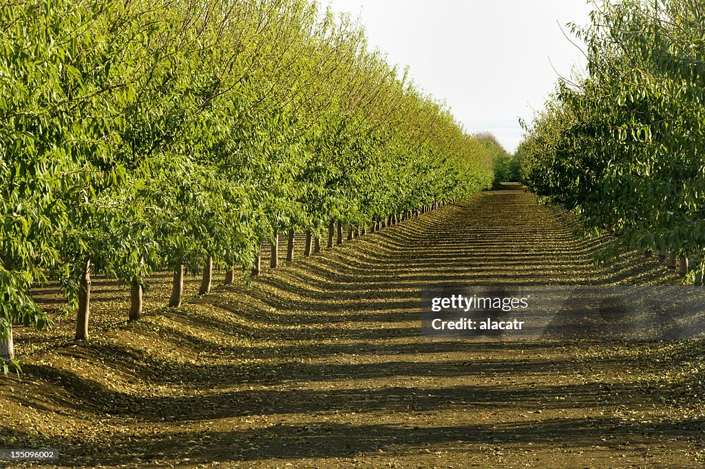 Almond Orchard, Central Valley, Kalifornien