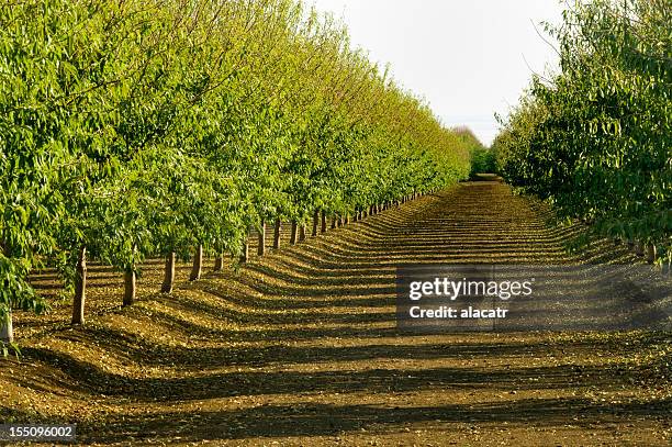 アーモンドの畑、セントラルバレー、カリフォルニア州 - almond orchard ストックフォトと画像