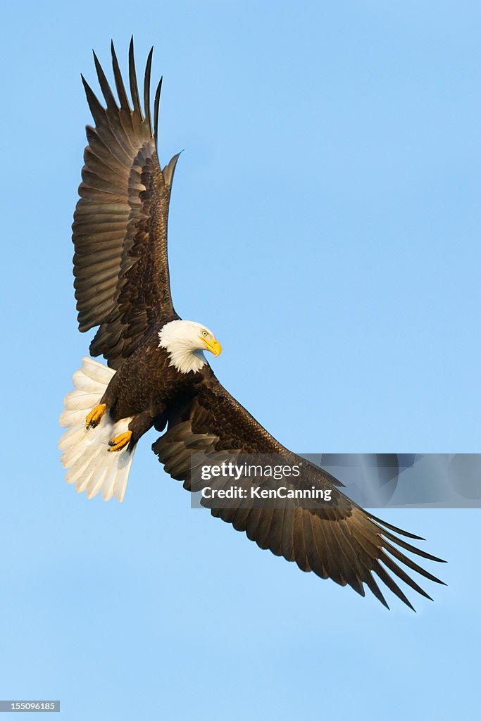 Bald Eagle Flying
