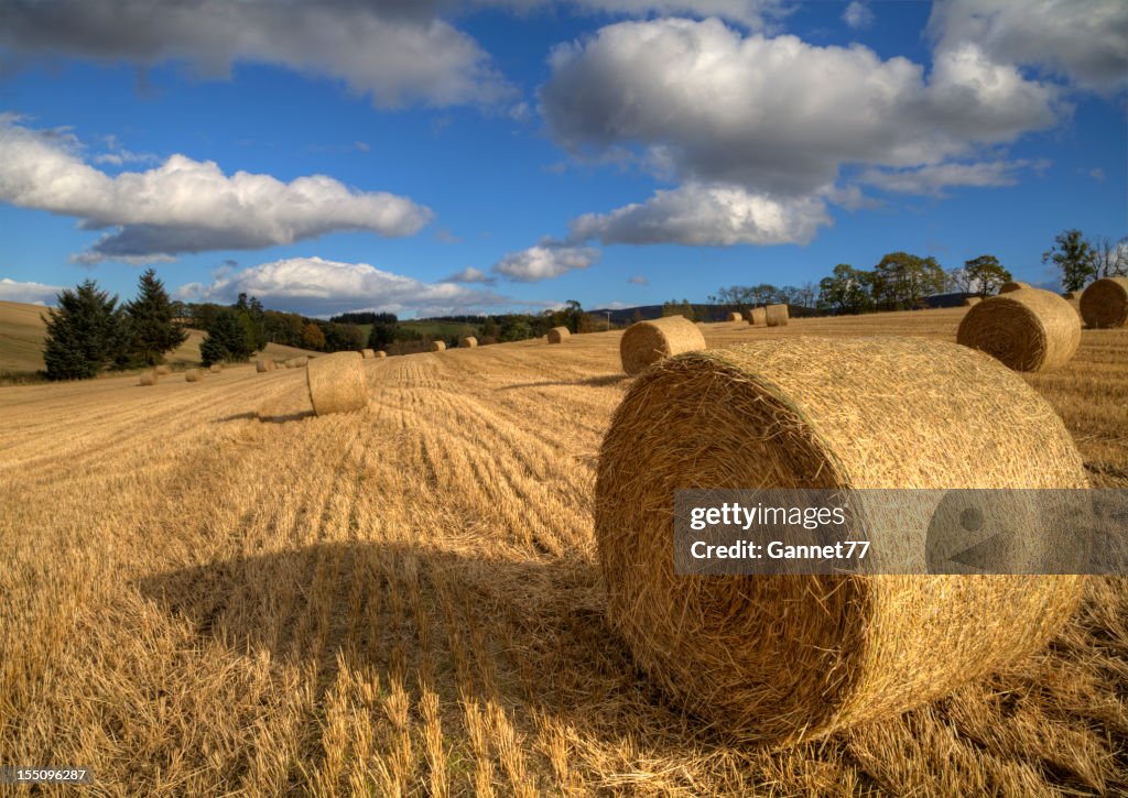 Hay Bales in a field