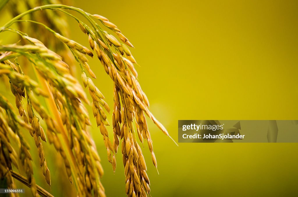 Rice Plant Close-up