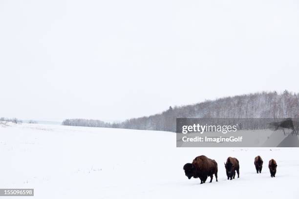 buffalo en las llanuras - bisonte americano fotografías e imágenes de stock