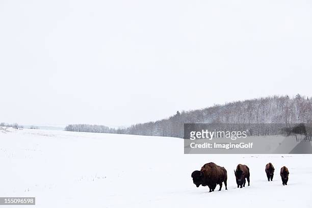 buffalo or bison on the plains in winter - alberta prairie stock pictures, royalty-free photos & images