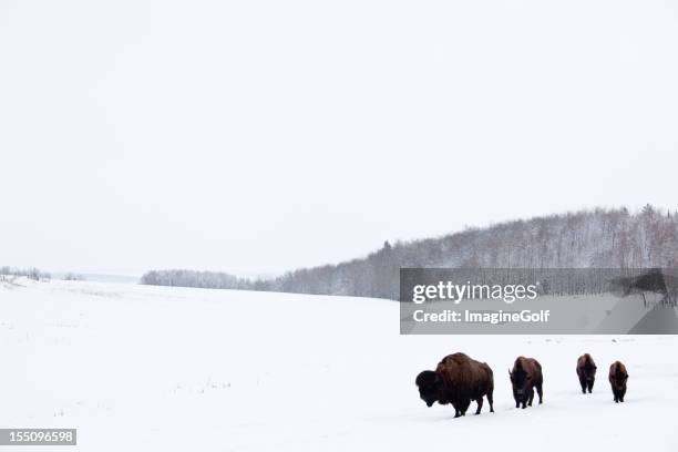 buffalo nas planícies - grandes planícies imagens e fotografias de stock