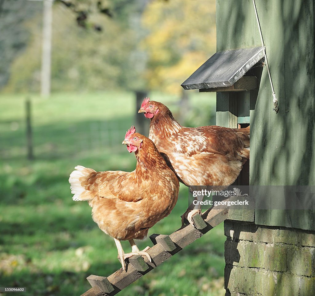 Hens on a Henhouse Ladder