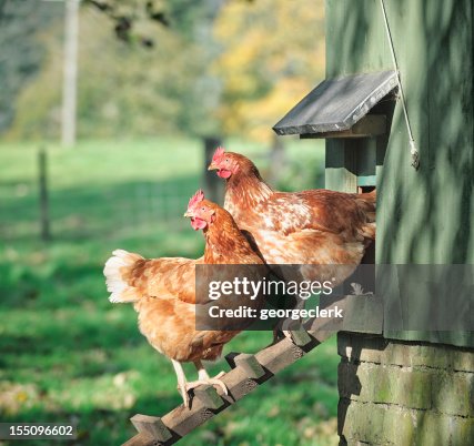 Hens on a Henhouse Ladder Hens on a Henhouse Ladder