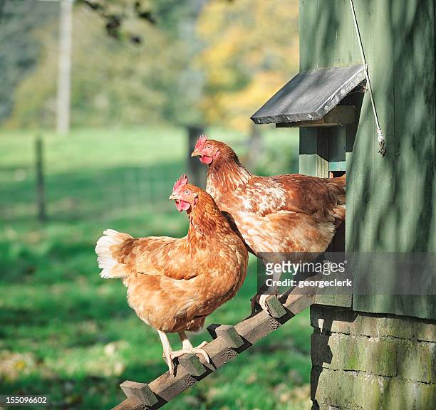 hens on a henhouse ladder - livestock stock pictures, royalty-free photos & images