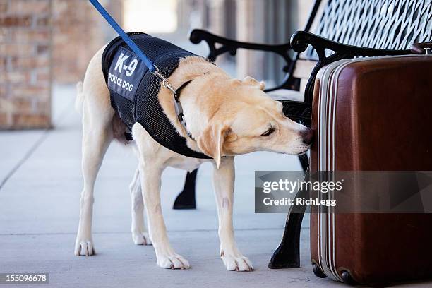 police dog - illegal drugs at work stock pictures, royalty-free photos & images