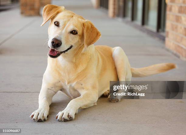 happy dog - dog listening stock pictures, royalty-free photos & images
