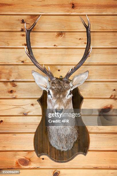 deer trophy (xxxl - taxidermist stock-fotos und bilder