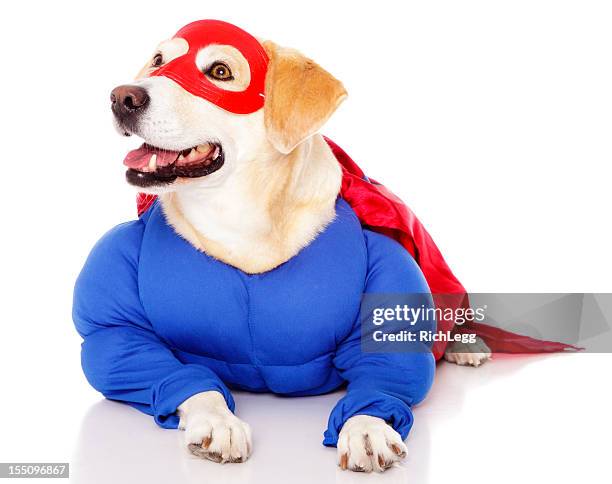 superhero dog - pet clothing stock pictures, royalty-free photos & images