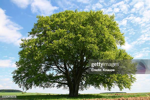 old buche im sommer - einzelner baum stock-fotos und bilder