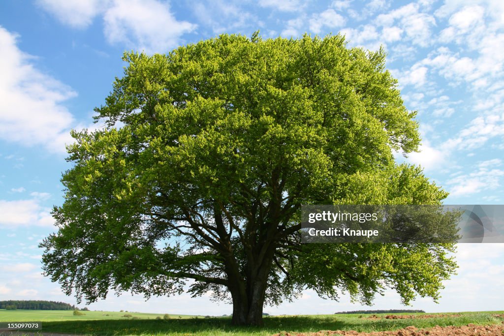 Old Beech Tree in Summer