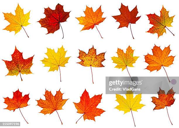 big collection of autumnal leaf - acer stock pictures, royalty-free photos & images