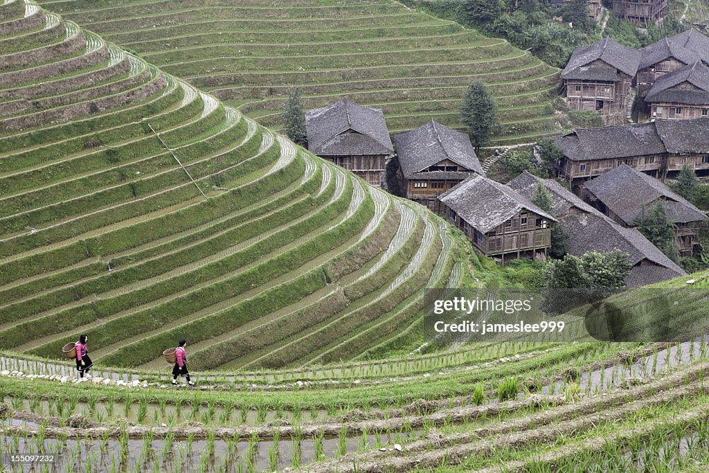 Yao Tribe Village and Rice Paddy