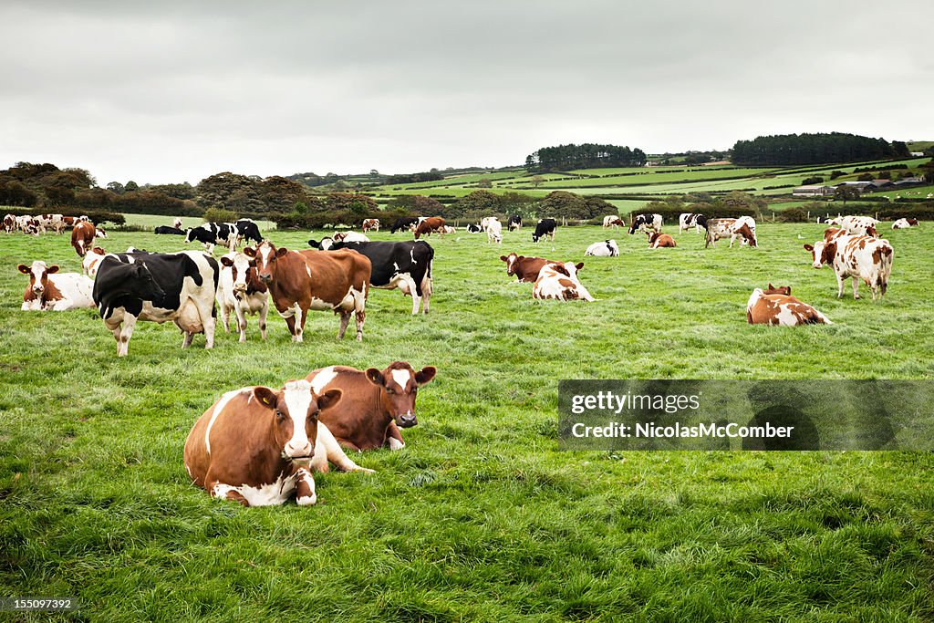 Holstein Cows in Wales