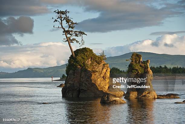 lone tree on a rock at sunset - tillamook county stock pictures, royalty-free photos & images