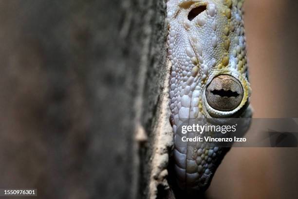 Common gecko "Tarentola mauritanica", also called wall tarantula, small reptile belonging to the family of the Phyllodactylids, widespread in all the...