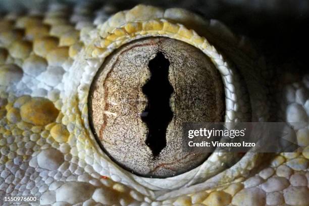 Macro view of the eye of a common gecko "Tarentola mauritanica", also called wall tarantula, a small reptile belonging to the family of the...