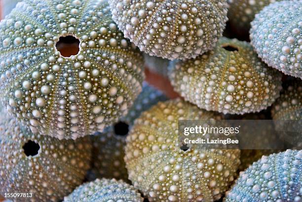 kina de nz erizo de mar (evechinus chloroticus) - beach shells fotografías e imágenes de stock