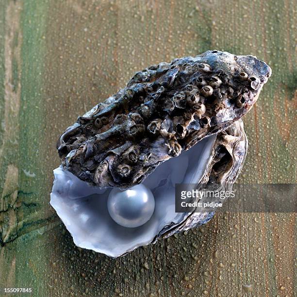 pearl in oyster shell - parel stockfoto's en -beelden