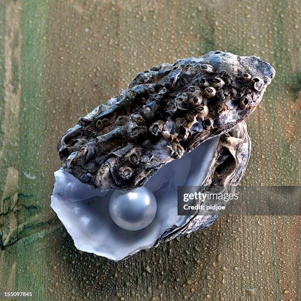 pearl em conchas de ostras - oyster shell - fotografias e filmes do acervo