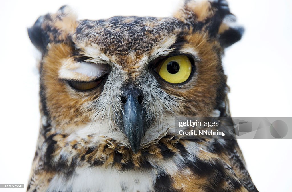 Great horned owl, Bubo virginianus, winking