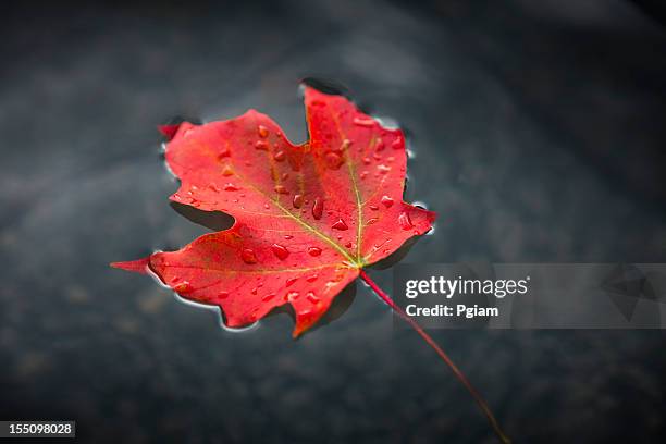 maple leaf floating on fresh water - lönnlöv bildbanksfoton och bilder