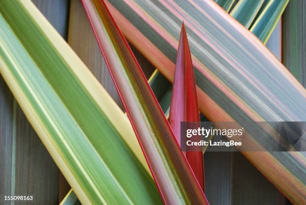 Harakeke Pattern Designs Maori Design Pattern Photos and Premium High Res Pictures - Getty Images
