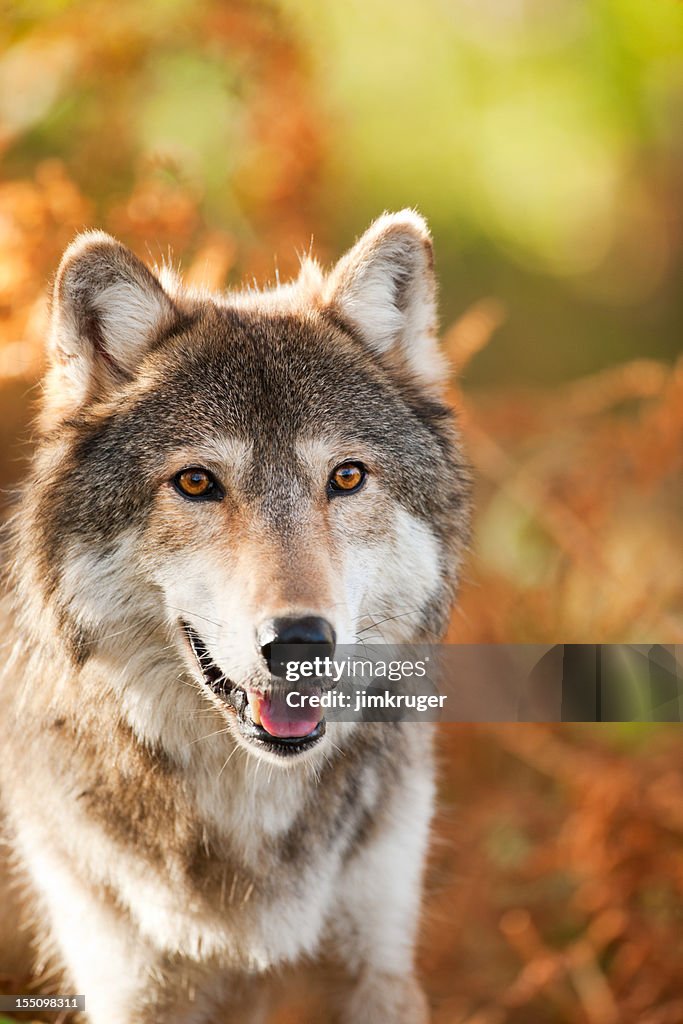 Handsome gray wolf in Autumn setting.