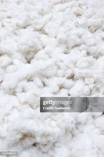 raw cotton crops - cotton plant stock pictures, royalty-free photos & images