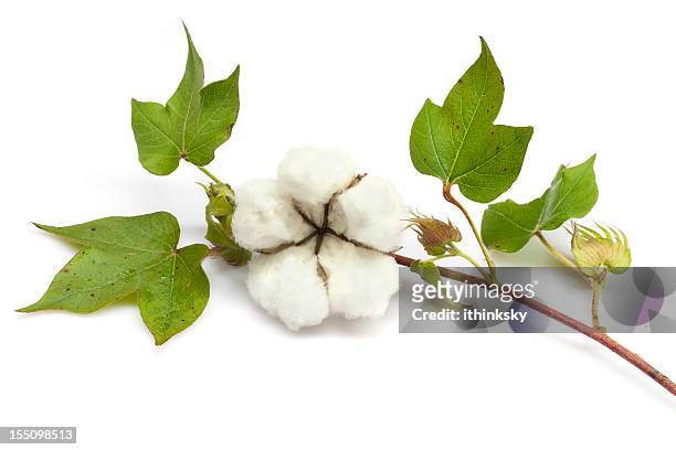 de algodón - planta de algodón fotografías e imágenes de stock