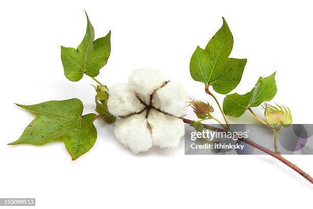 cotton - cottonfield stock pictures, royalty-free photos & images