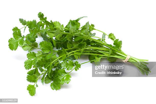 cilantro - perejil hierba fotografías e imágenes de stock
