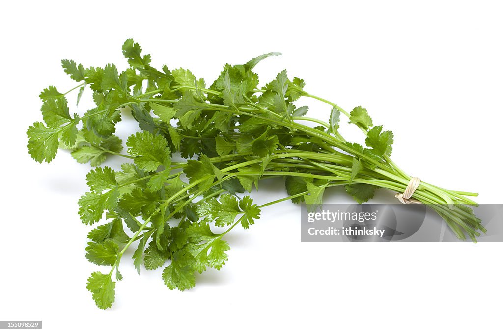 Coriander