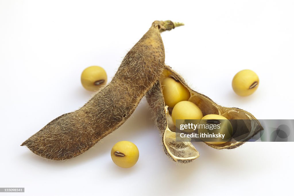 Soybean
