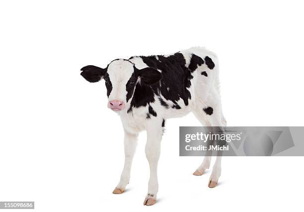 holstein calf looking at camera on a white background. - calf stockfoto's en -beelden