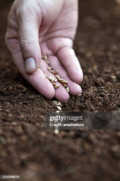 Sowing Example Sowing Wheat Photos and Premium High Res Pictures - Getty Images