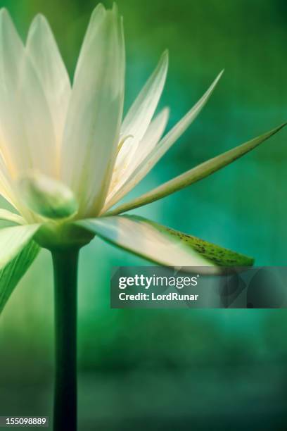 lotus blume - lotusblume stock-fotos und bilder