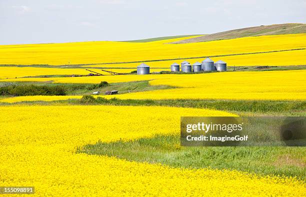 canola field en alberta - alberta fotografías e imágenes de stock