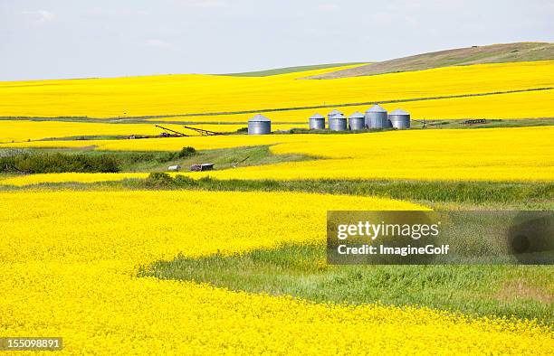 canola field in alberta - alberta stock pictures, royalty-free photos & images
