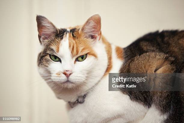 mean looking cat - cruel stock pictures, royalty-free photos & images