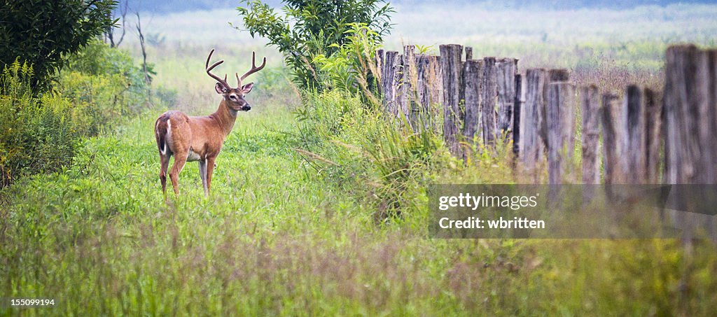 Buck Deer in Cades Cove area of the Smoky Mountains