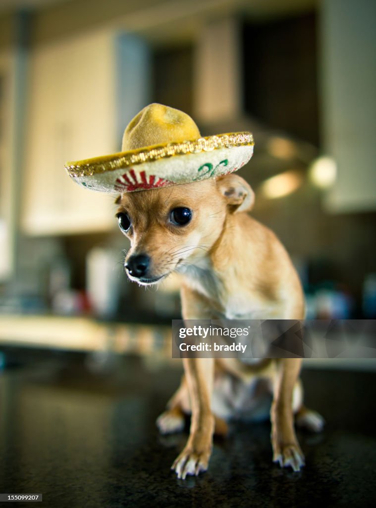 Chihuahua mit einem sombrero