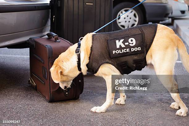 police dog - illegal drugs at work stock pictures, royalty-free photos & images