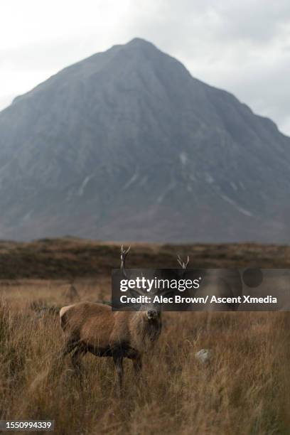 stag stands in meadow below mountain peak - acb stock pictures, royalty-free photos & images