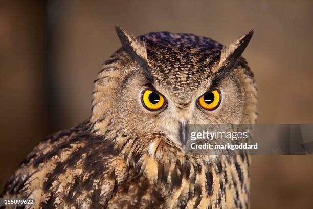 12,913 Owl Eye Photos and Premium High Res Pictures - Getty Images
