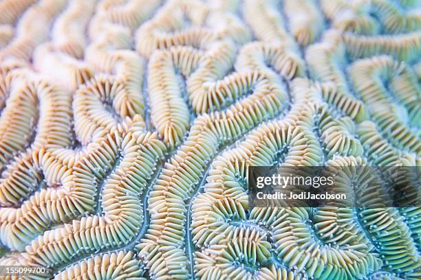 grooved brain coral background - diploria labyrinthiformis - shell texture stock pictures, royalty-free photos & images