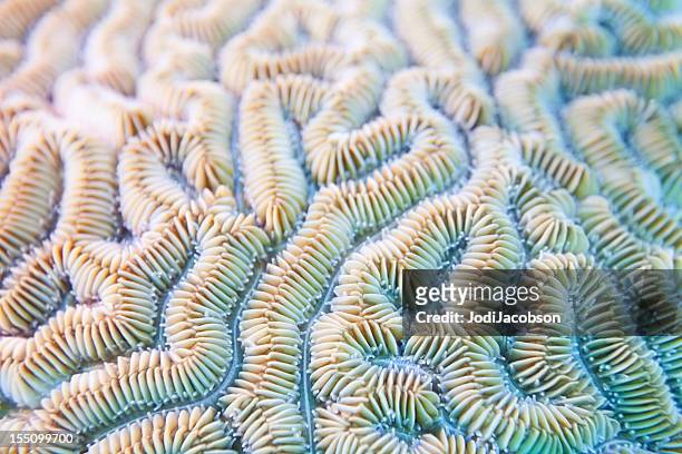 canelado coral-cérebro fundo-diploria labyrinthiformis - animal brain imagens e fotografias de stock