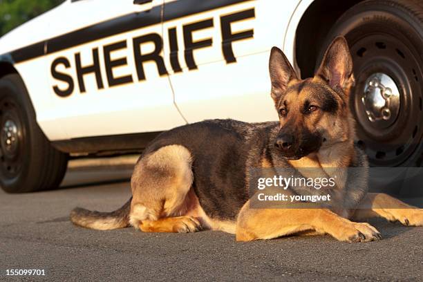 canide unità - cane poliziotto foto e immagini stock